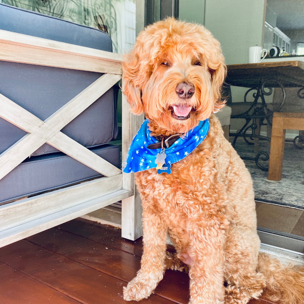 Change the world with Puppy Love