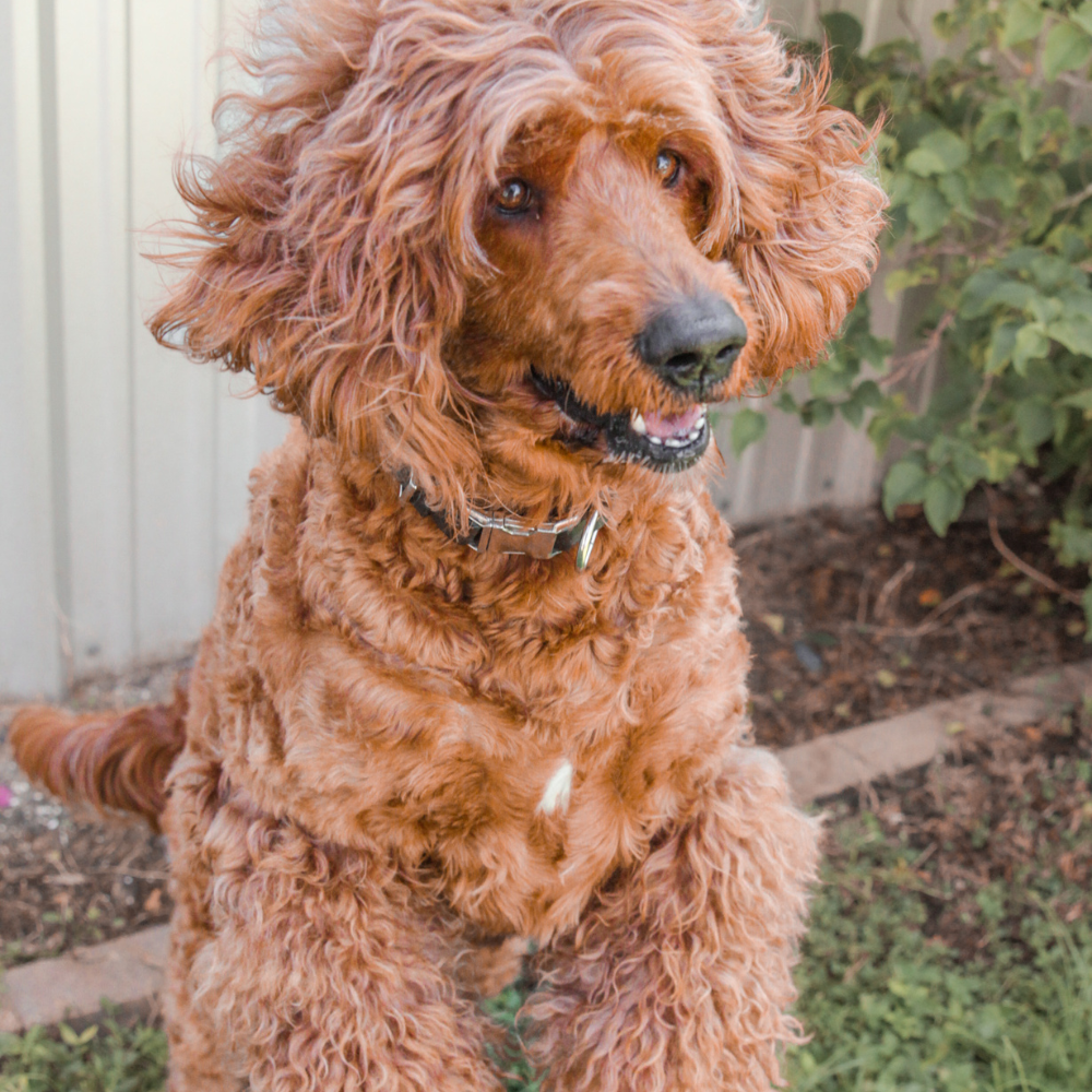 Words Talk. Emojis walk. 💖