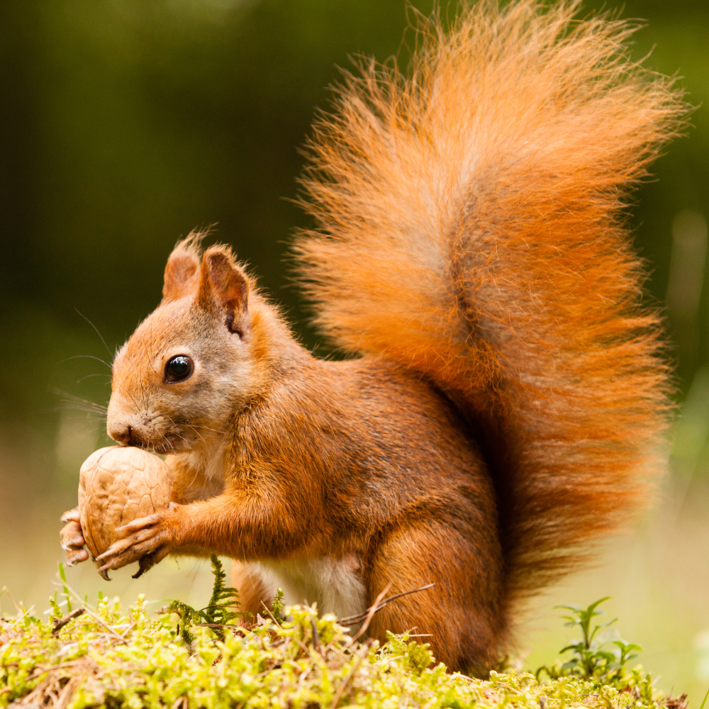 Relax with Dancing Squirrels