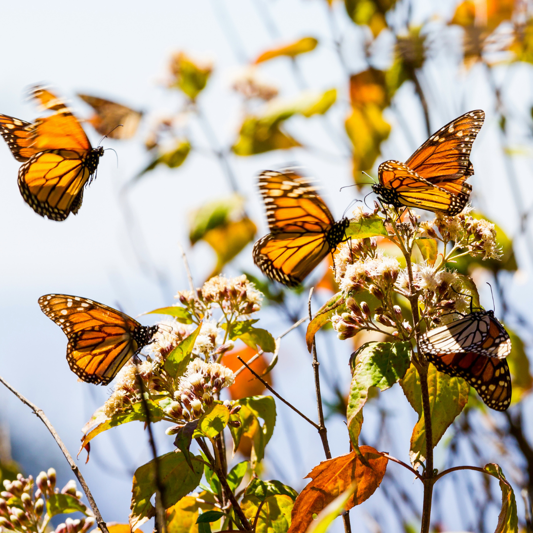 In Flight with the Monarch: Why Bamboo is the Choice That Lets Us Sleep Better